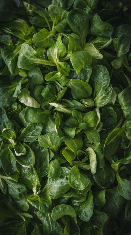 Beatrice Nassal - Foodfotografie